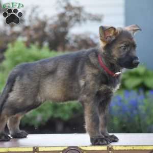 Lexie, German Shepherd Puppy
